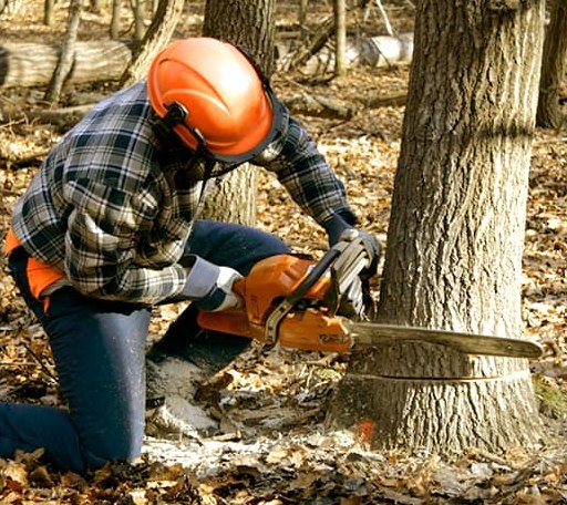 Tree Removal in Fairchild Air Force Base, WA